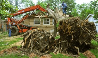 Best Affordable Tree Service Houston Offers for Your Yard