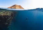 Diving With Sharks Phuket