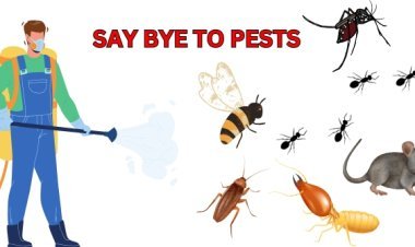 Pest Control Services in Gurgaon