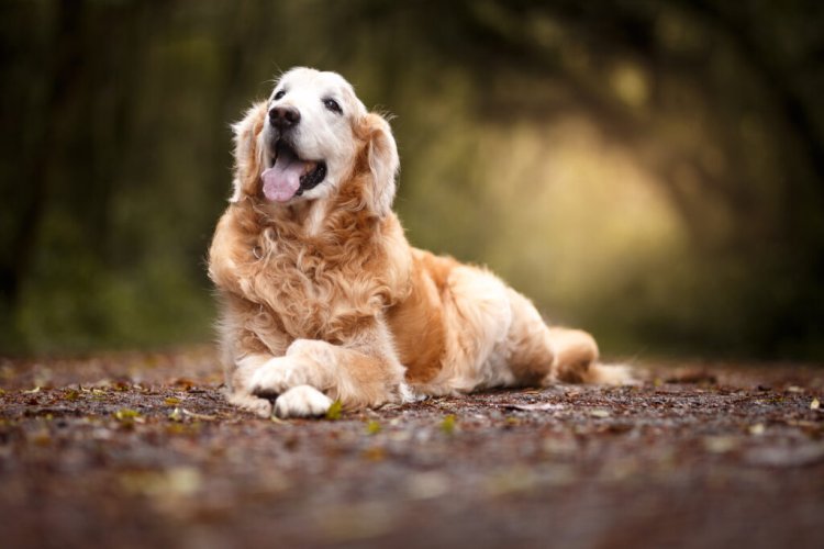Hiking and Outdoor Adventures with Your Good Walker Long Line Leash