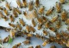 How to Redirect Bees From Fruit Trees Without Pesticides