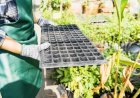 Step by Step: Planning a Garden That Grows With Your Budget