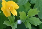 Celandine Benefits in Traditional Medicines - HealthPally