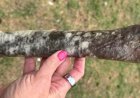 Is Natural Rawhide Bad for Dogs? What Every Dog Owner Should Know