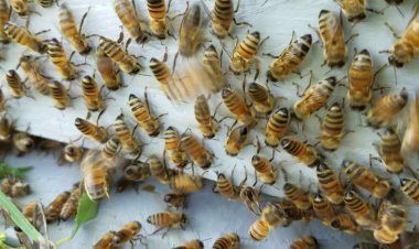 How to Redirect Bees From Fruit Trees Without Pesticides