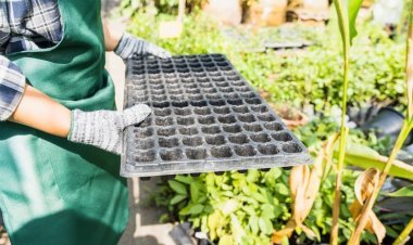 Step by Step: Planning a Garden That Grows With Your Budget