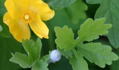 Celandine Benefits in Traditional Medicines - HealthPally