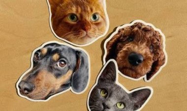 Custom Pet Stickers Guide for Everyday Pet Lovers