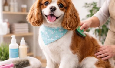 Simple Grooming Habits for a Happier and Healthier Companion