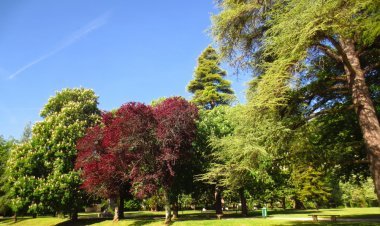 How to Pair Evergreen and Deciduous Trees for a Year-Round Landscape in Chicago