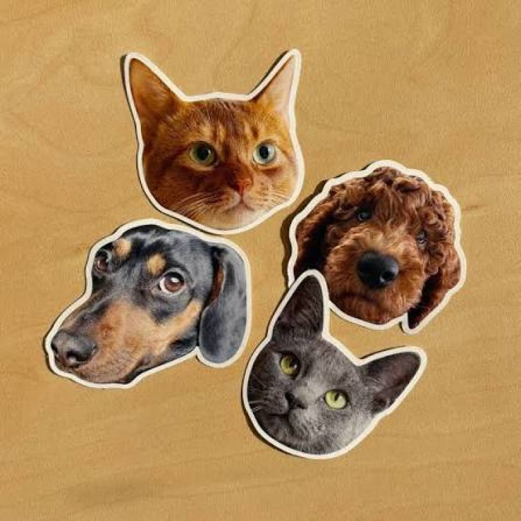Custom Pet Stickers Guide for Everyday Pet Lovers
