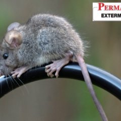 permakill